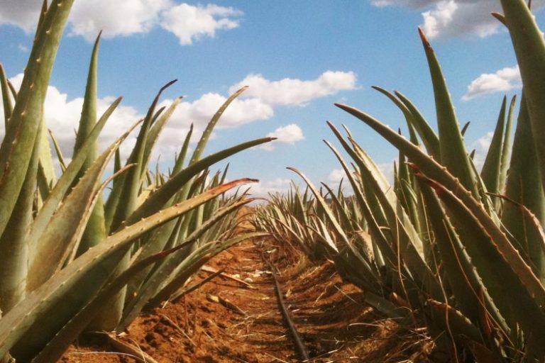 Aloe Vera Feld